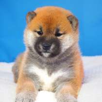 ЩЕНКИ СИБА, в Москве