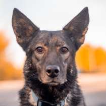 Утонченный Джай для тех, кто любит спокойных собак, в Москве