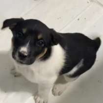 Отдам щенка в любящие руки, в Липецке