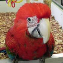 Зеленокрылый ара - ручные птенцы из питомника, в Москве