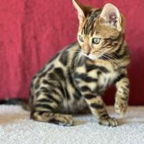 Бенгальские мальчики, в г.Ницца