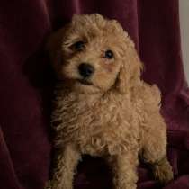 Пудель. Той, в г.Рюссельсхайм