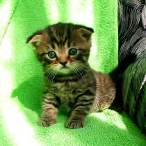 Котята шотладцы, в Череповце