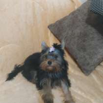 Очаровашка, в Симферополе