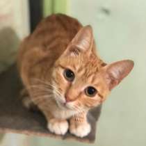 Бесплатно в добрые руки, в Москве