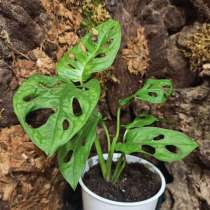 Монстера Обливика Манки Маск, в Москве