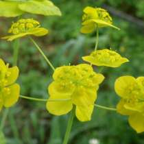 Володушка золотистая - уникальное лекарственное растение, в Томске