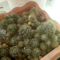 Отводки домашних неприхотливых цветов, в Перми