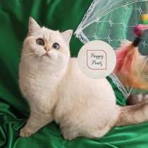 British Golden NY 11 33 Gril, в г.Анталия