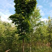 Лиственные крупномеры оптом, в Москве