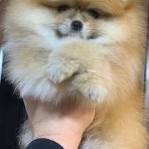 Померанский шпиц, в г.Spiesen-Elversberg