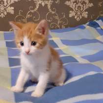 Отдам котят в добрые руки, в Асбесте