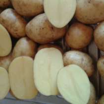 Картофель Сорт Гала, Королева Анна, в Брянске