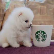 Белые малыши померанского шпица мини ждут вас, в г.Варшава