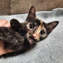 Котенок фантастического окраса, в Санкт-Петербурге