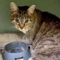 Муся, кошечка из Вашего детства в добрые руки, в Москве