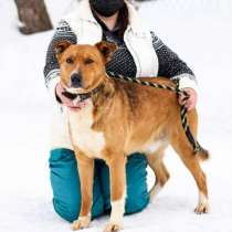 Лучший друг детей, молодой пес Марс в добрые руки, в Москве