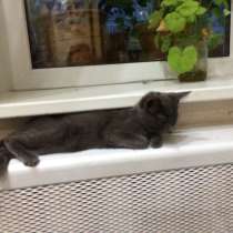 В добрые руки котенка, в Ульяновске