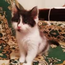 Котята в добрые руки, в г.Пинск