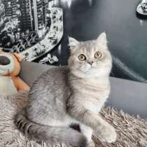 Британская кошечка, в Москве