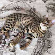 Продается мальчик Саванна Ф2, в г.Стамбул