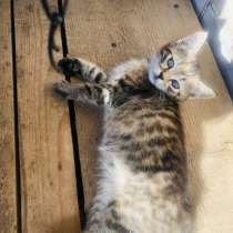 Шикарный котёнок!, в г.Витебск