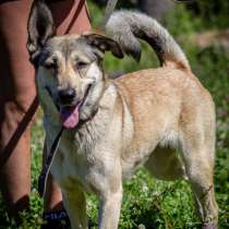 Добрейшая и милейшая собака ищет дом, в Санкт-Петербурге