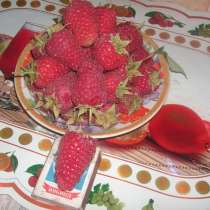 Саженцы малины, в Курске