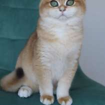 Британский котенок. Шиншилла, в Москве