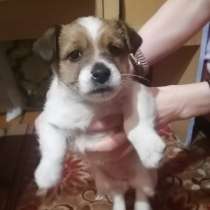 Оддам щенка, в Междуреченске