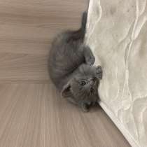отдам котенка в добрые руки, в Гуково