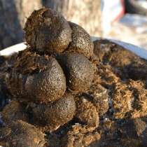 Конский свежий навоз в мешках, в Дмитрове