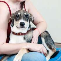 Очаровательный Персик, домашний некрупный изящный щеночек, в Москве