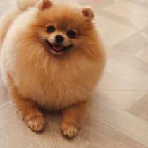 Spitz pomeranian, в г.Gorzkow