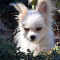 For sale puppy chihuahua, в г.Николаев