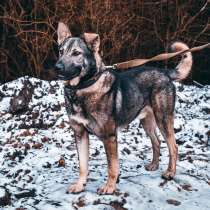 Серый волк снаружи, благородный лорд внутри, в Санкт-Петербурге