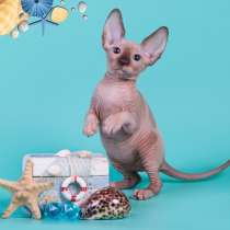 Котёнок Эльф, бамбино, Двэльф или с взглядом, полным солнца, в Саранске