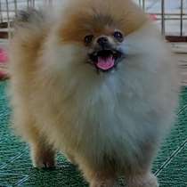 Померанский шпиц. Мишка, в г.Мюнхен