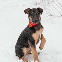 Чудесный щенок-мальчик из Донецка ищет дом, в Москве