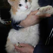 Голубоглазый красавец ищет дом, в Сергиевом Посаде