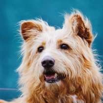 Очень добрый и ласковый пес Дюк ищет дом, в Москве