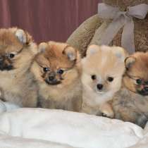 Привлекательные щенята шпица, в Москве