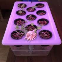 Гидропонная установка, в Москве