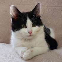 Зайка остался без хозяйки, в Долгопрудном