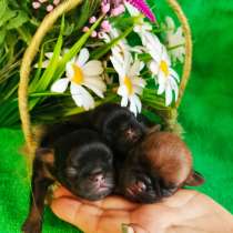 Брабики мальчики для резерва на сентябрь, в Москве