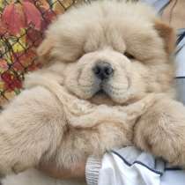 Чау - чау, в г.Берлин