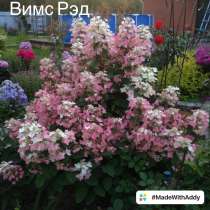 Метельчатые Гортензии, в Нижнем Новгороде