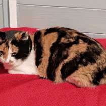 Ласковая и деликатная трехцветная молодая кошечка Лиза в дар, в Москве
