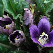 Мандрагора осенняя (семена), в Чехове