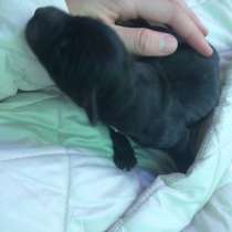 Щенки в добрые руки, в Кинели